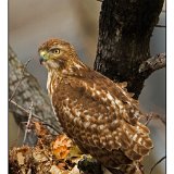 5798 Red-tailed Hawk